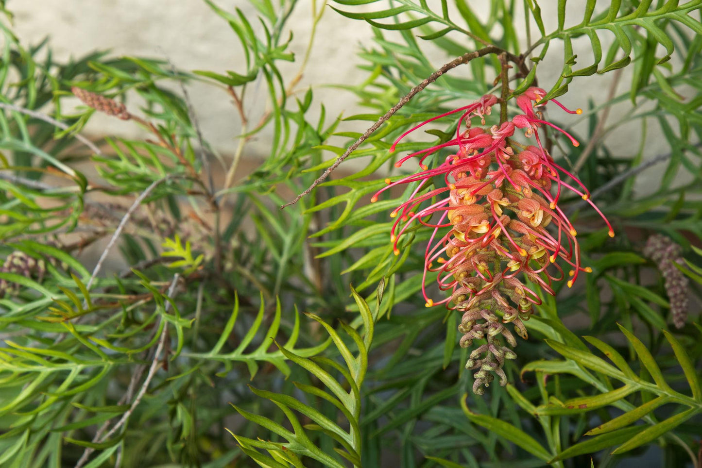Grevillea ‘Superb’ (Superb Grevillea)