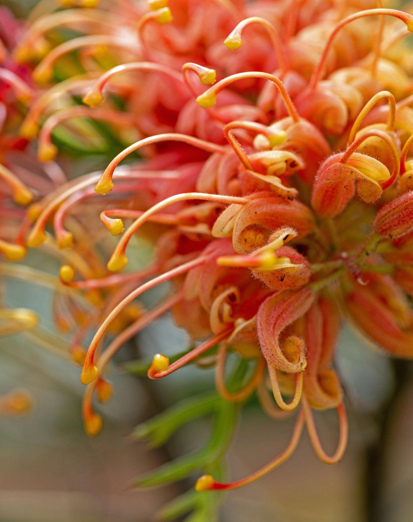Grevillea ‘Superb’ (Superb Grevillea)