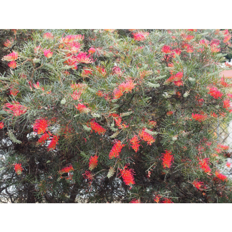 Grevillea ‘Women Of Spirit’