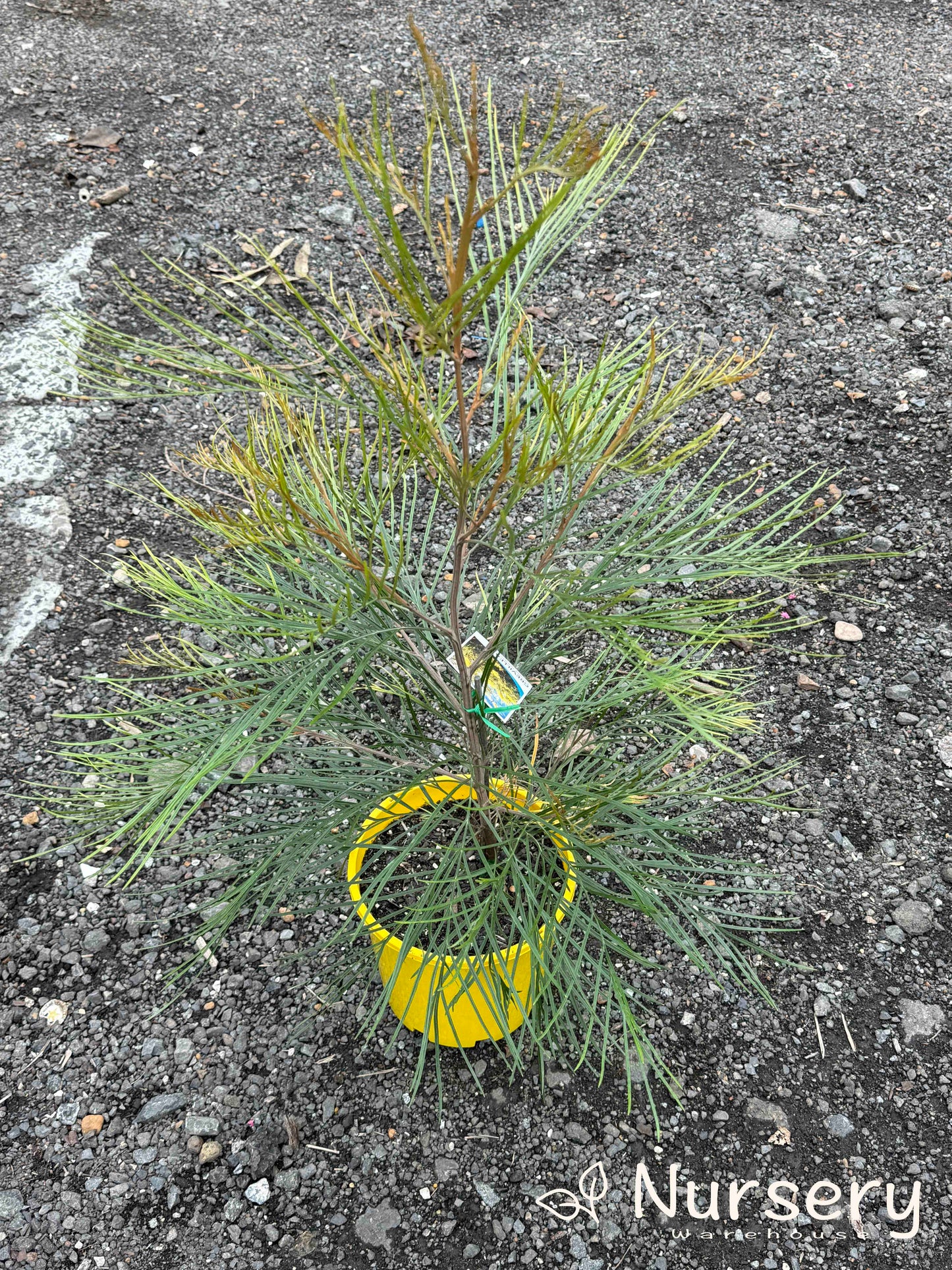 Grevillea 'Yamba Sunshine'