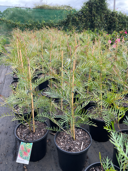 Grevillea Hookeriana (Hooker’s Grevillea)