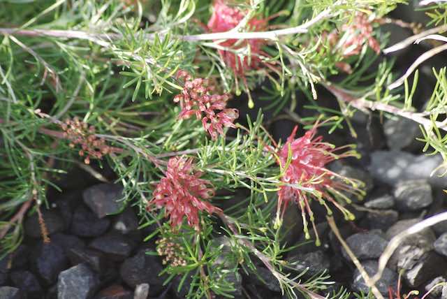 Grevillea 'Silk Carpet'