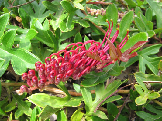 Grevillea gaudichaudii (Gaudi Chaudi Grevillea)