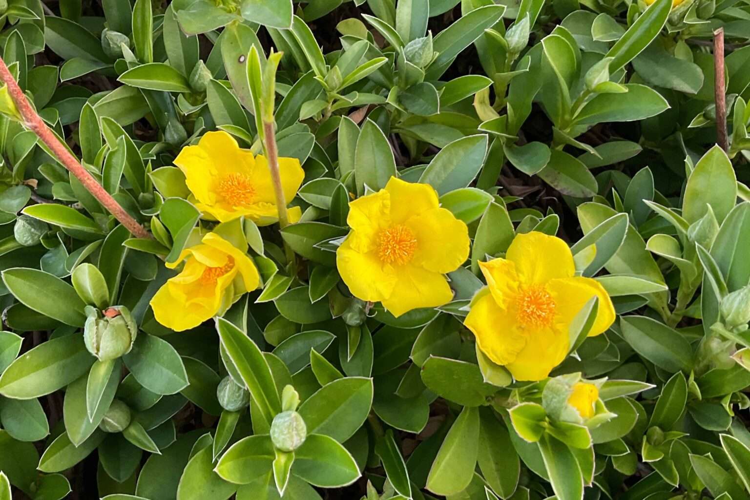 Hibbertia scandens (HBS01) ‘Groundswell™’ PBR