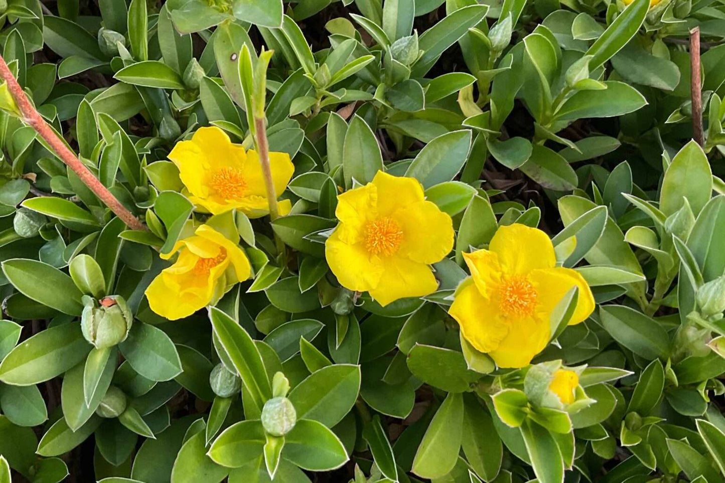 Hibbertia scandens (HBS01) ‘Groundswell™’ PBR