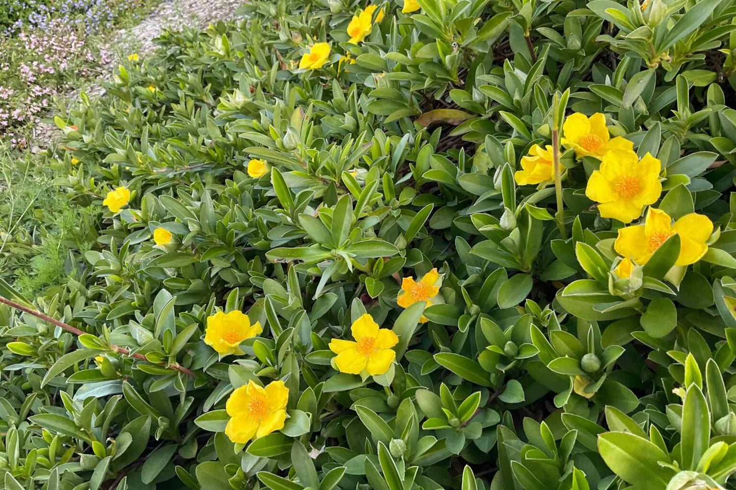Hibbertia scandens (HBS01) ‘Groundswell™’ PBR