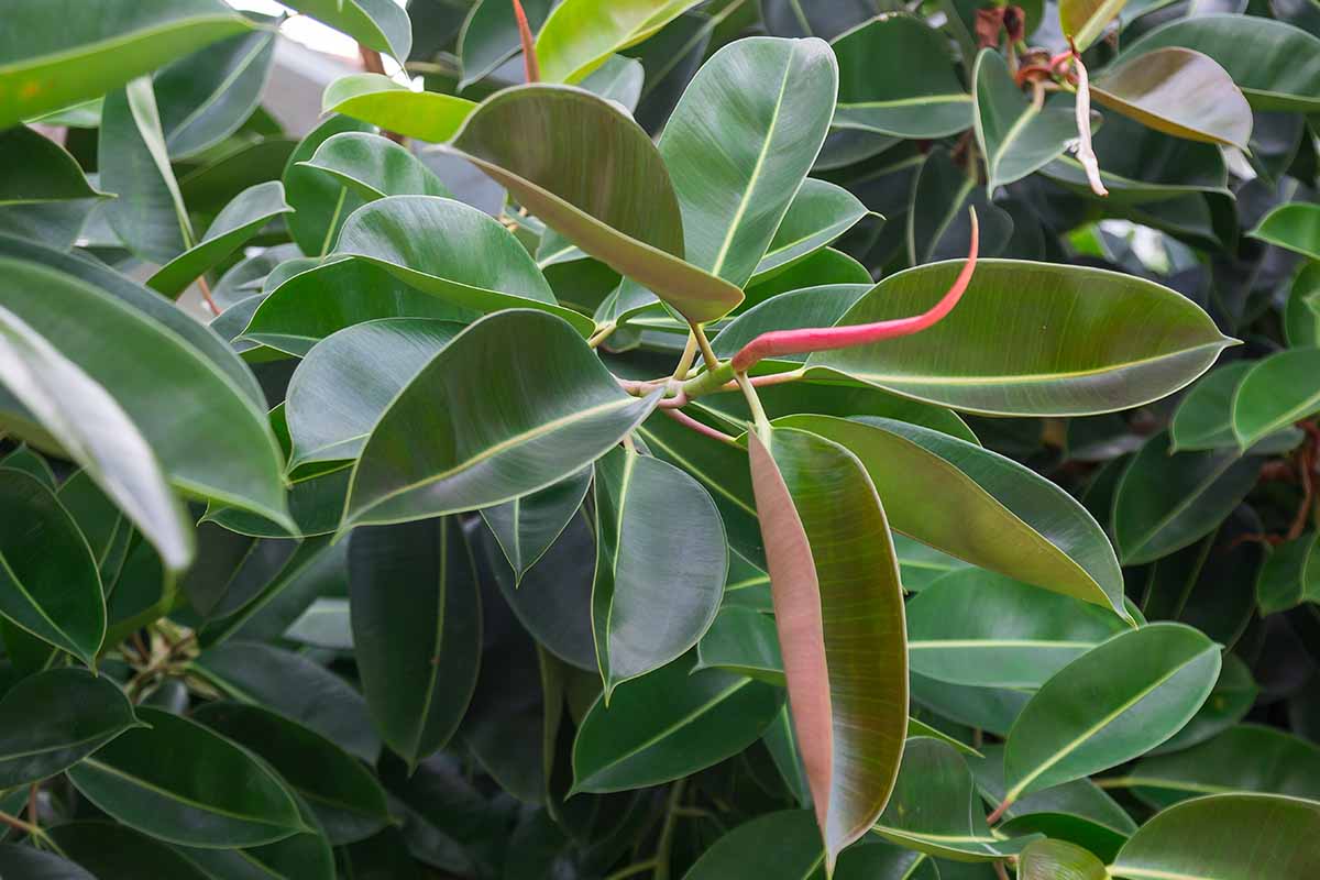 Ficus elastica (Rubber Plant)