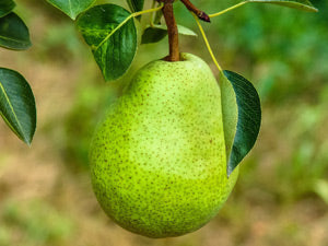 Pyrus Communis (Pear Packham’s Triumph)
