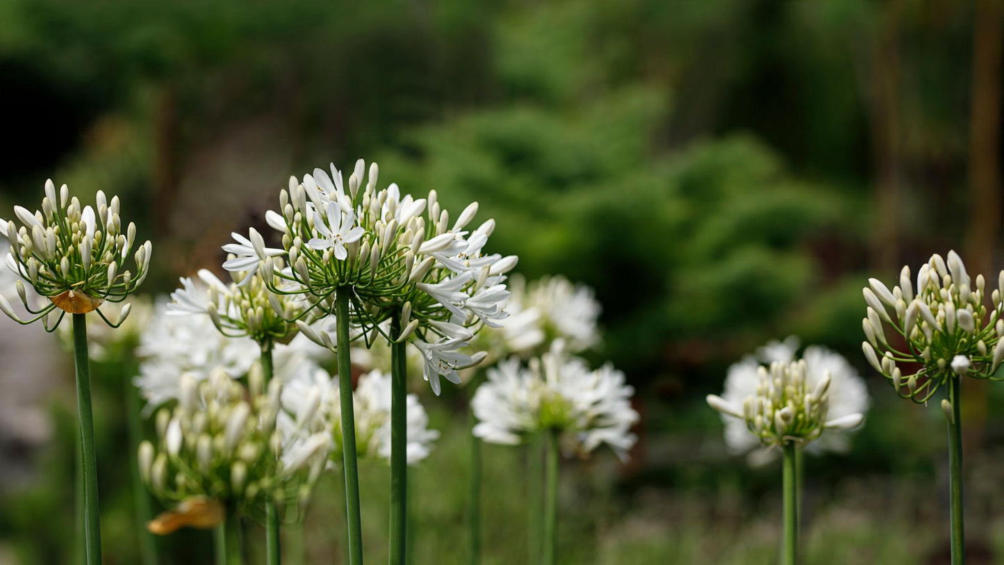Agapanthus Africanus ‘Albus’ (White African Lily)
