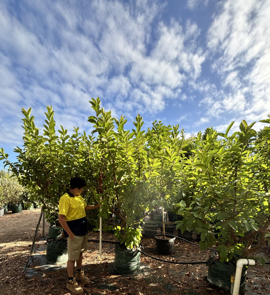 Psidium Guajava ‘Thai White’ (Thai White Guava)