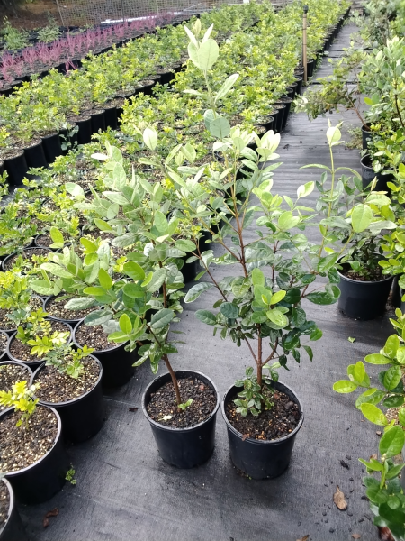 Feijoa Sellowiana (Pineapple Guava | end of the batch, marked leaves)