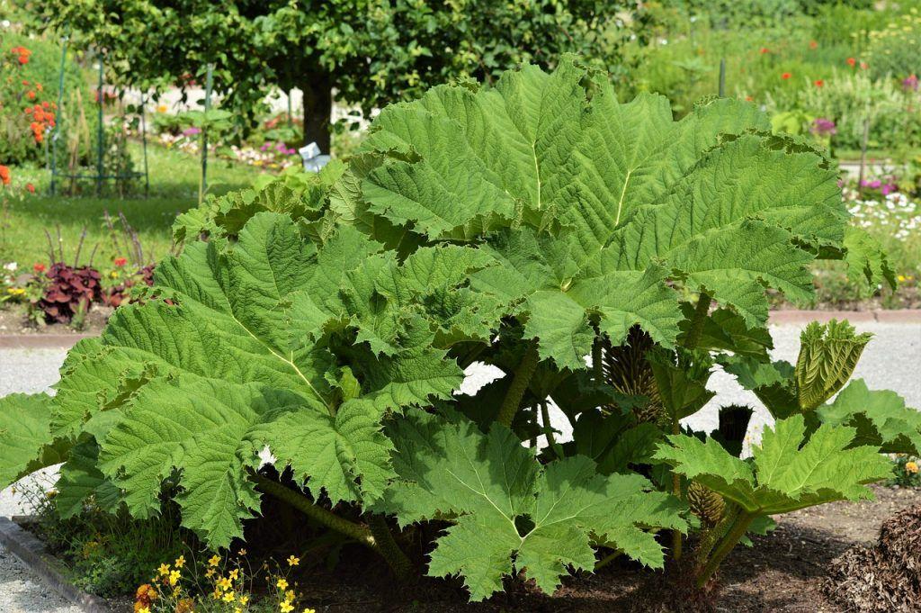 Gunnera Manicata (Giant Rhubarb)