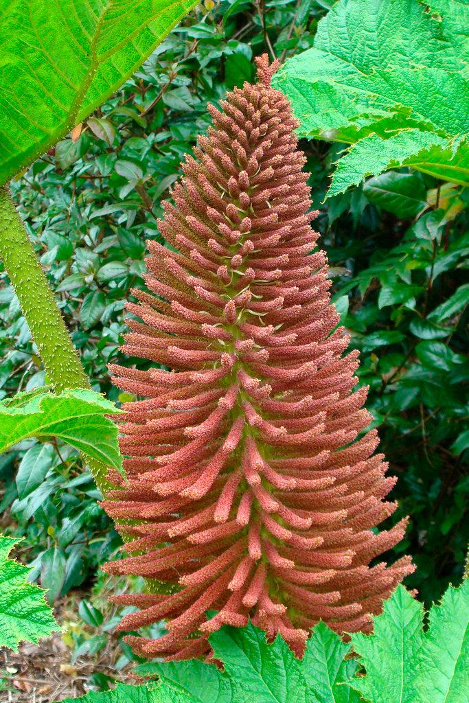 Gunnera Manicata (Giant Rhubarb)