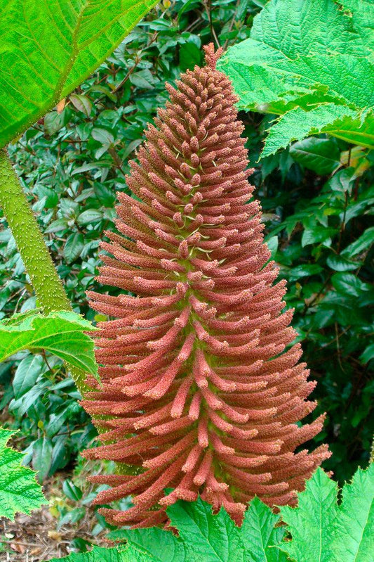 Gunnera Manicata (Giant Rhubarb)