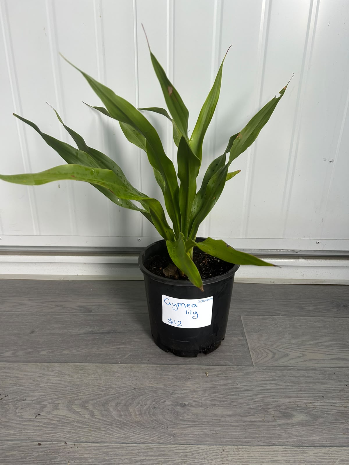 Doryanthes Excelsa (Gymea Lily) CLEARANCE