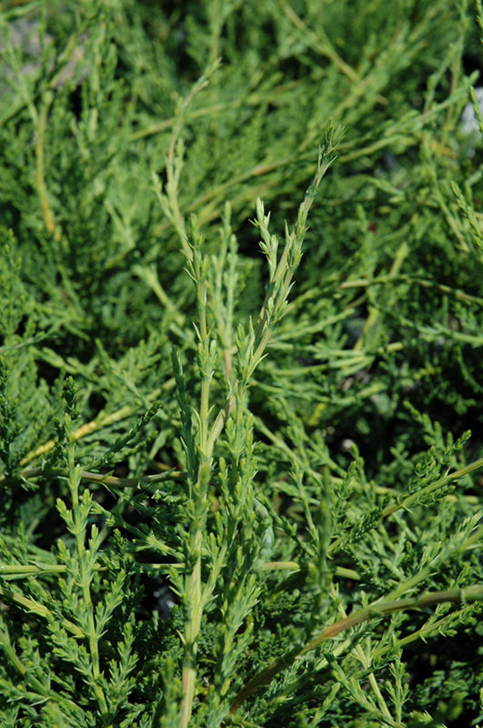 Cupressocyparis leylandii ‘Leighton Green’ (Leighton Green Leyland Cypress)