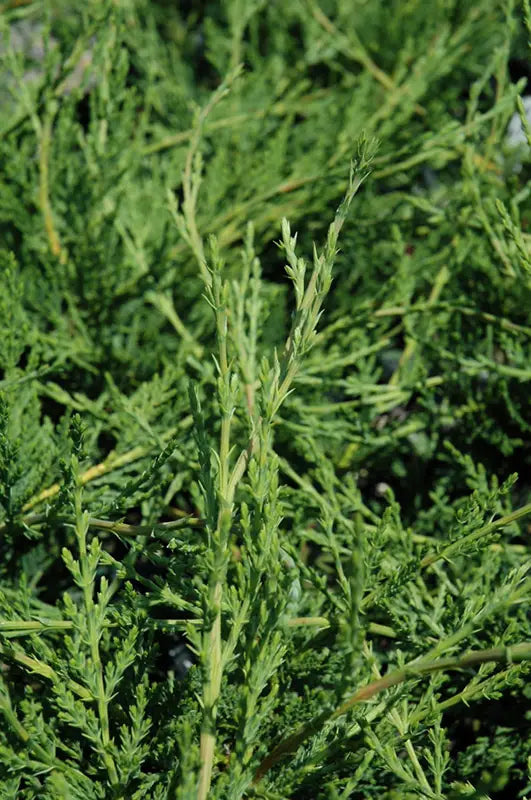 Cupressocyparis leylandii ‘Leighton Green’ (Leyland Cypress)