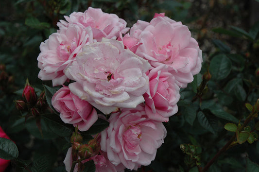 Rosa hybrid (Flower Carpet Appleblossom Rose)