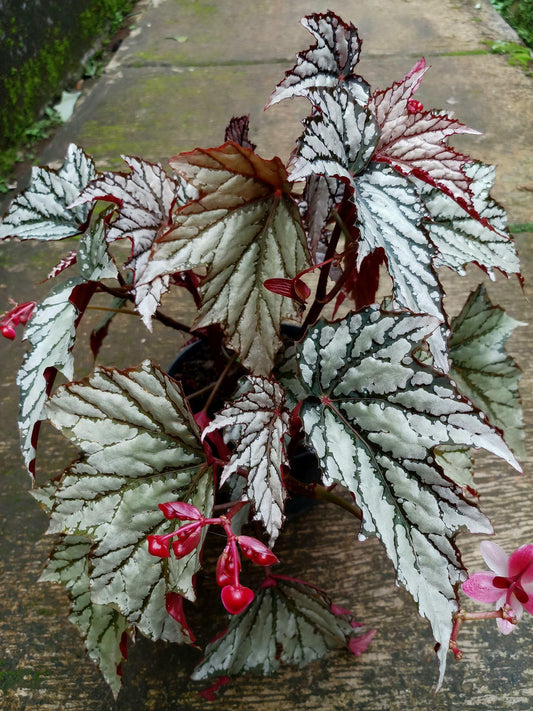 Begonia Rex