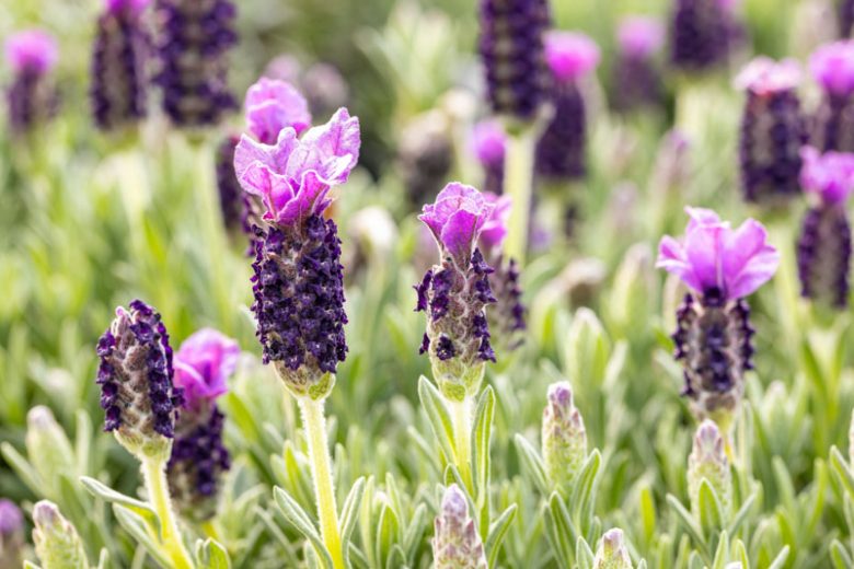Lavandula stoechas (Lavender - Bella™ Purple)