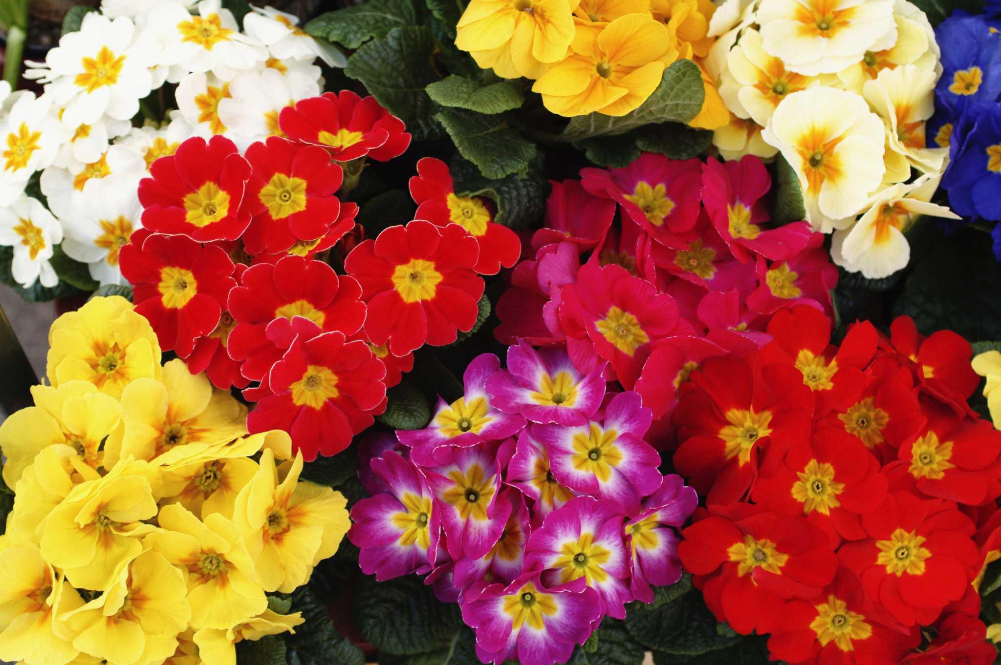 Primula × Polyantha (Assorted Polyanthus)
