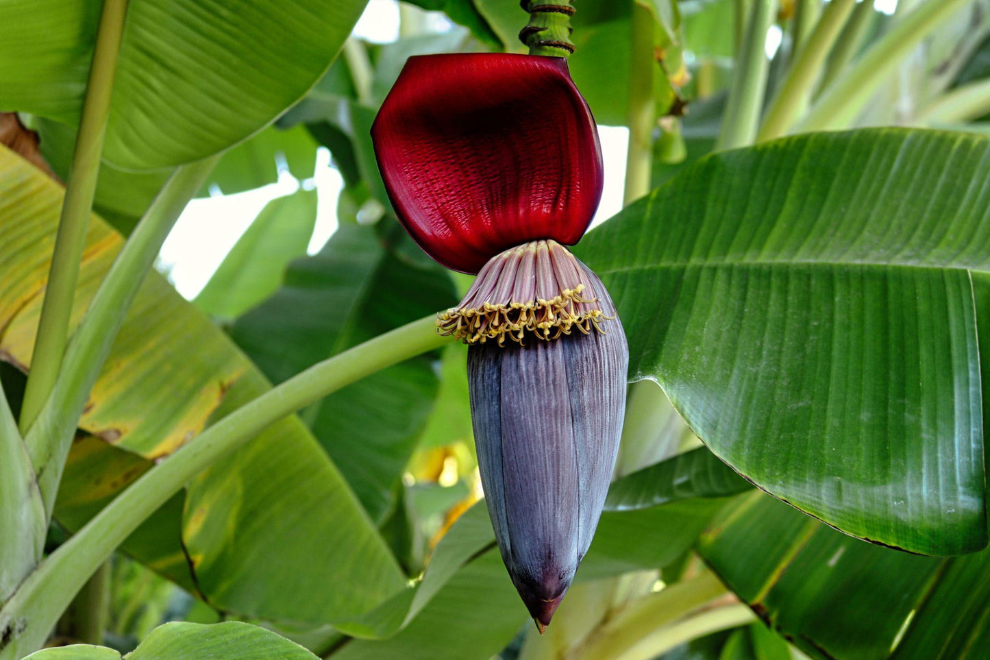 Musa (Banana)