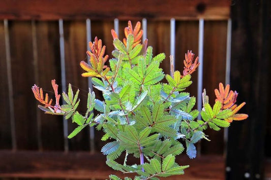 Acacia Baileyana Purpurea (Purple Cootamundra Wattle)