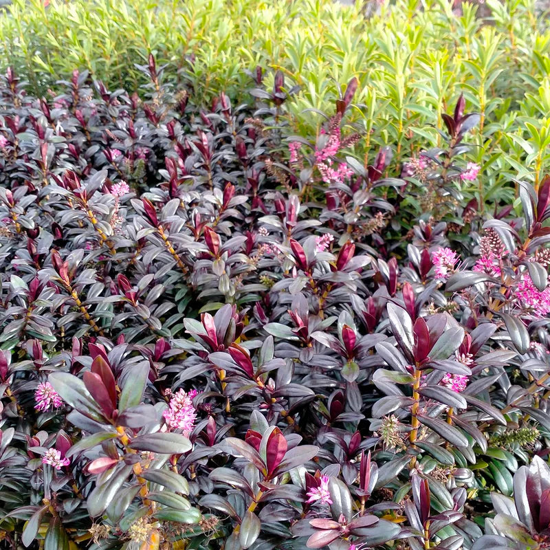 Hebe 'Black Satin'