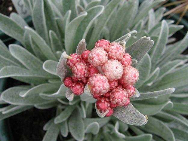 Helichrysum amorginum ‘Ruby Cluster’ – Ruby Clusters