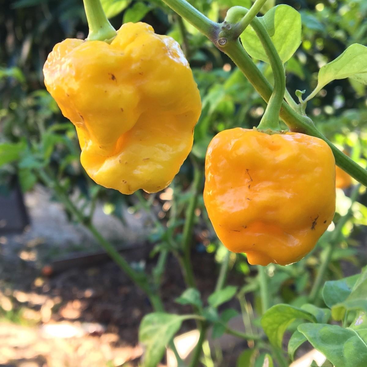 Capsicum Chinense (Trinidad 7 Pod Yellow Chilli)