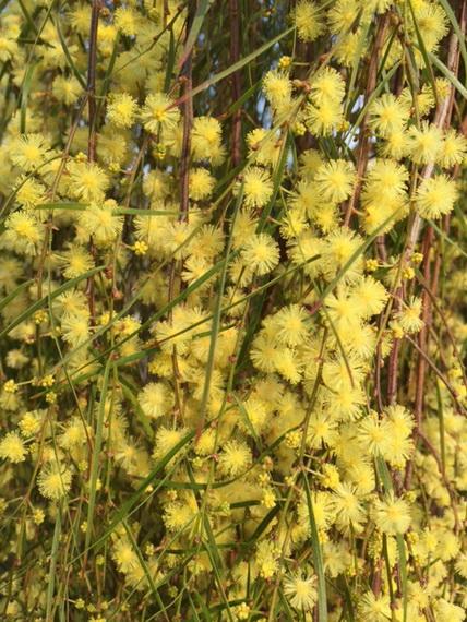 Acacia Cognata ‘Waterfall’™ Standard (River Wattle)