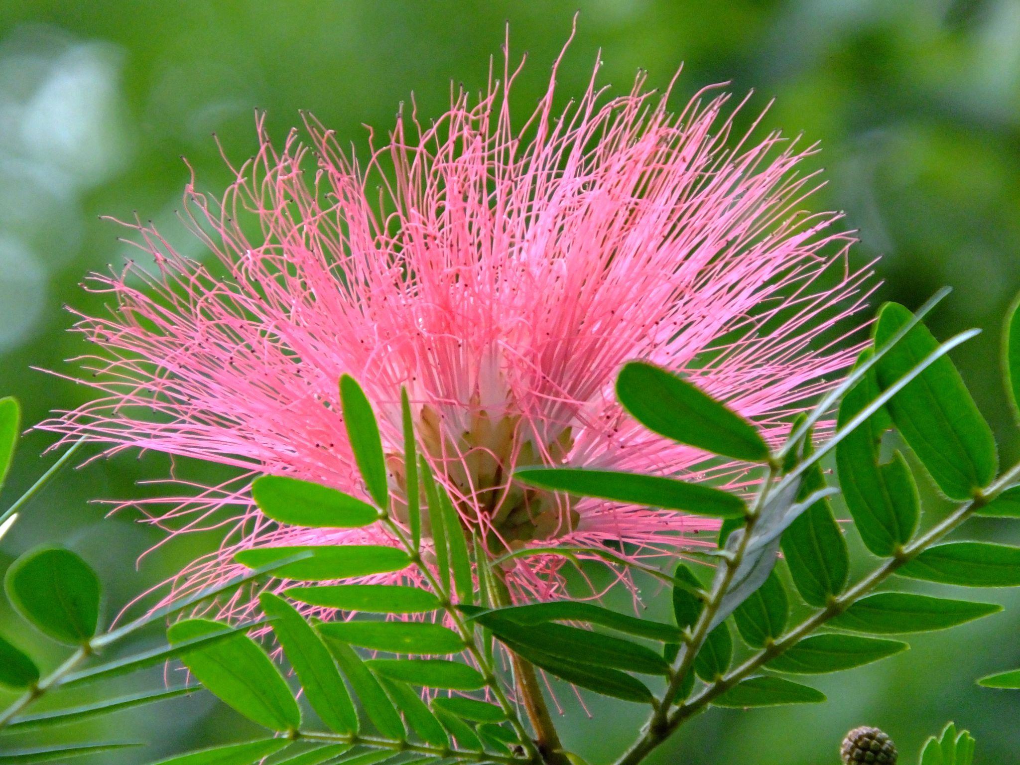 Calliandra Haematocephala 'Pink' (Pink Powder Puff)