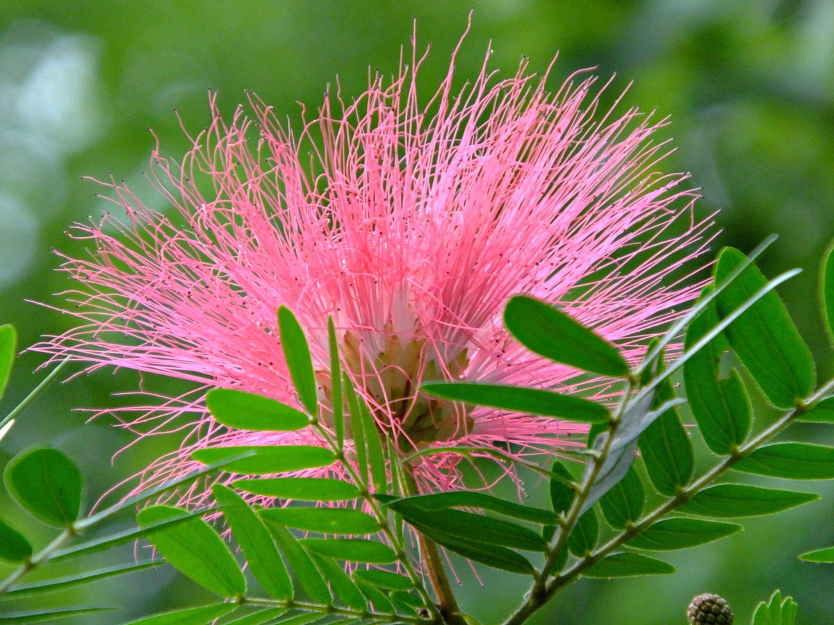 Calliandra Haematocephala 'Pink' (Pink Powder Puff)