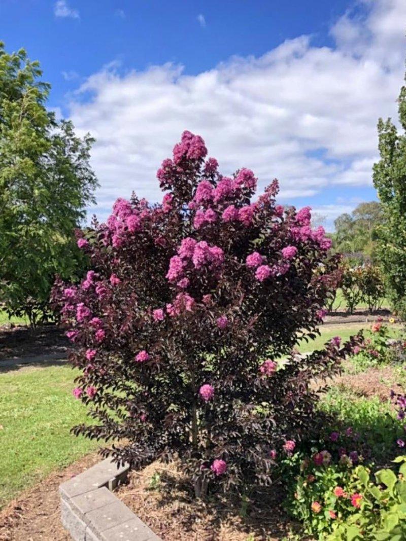 Lagerstroemia Indica ‘Diamonds In The Dark’ (Diamonds In The Dark Crepe Myrtle)