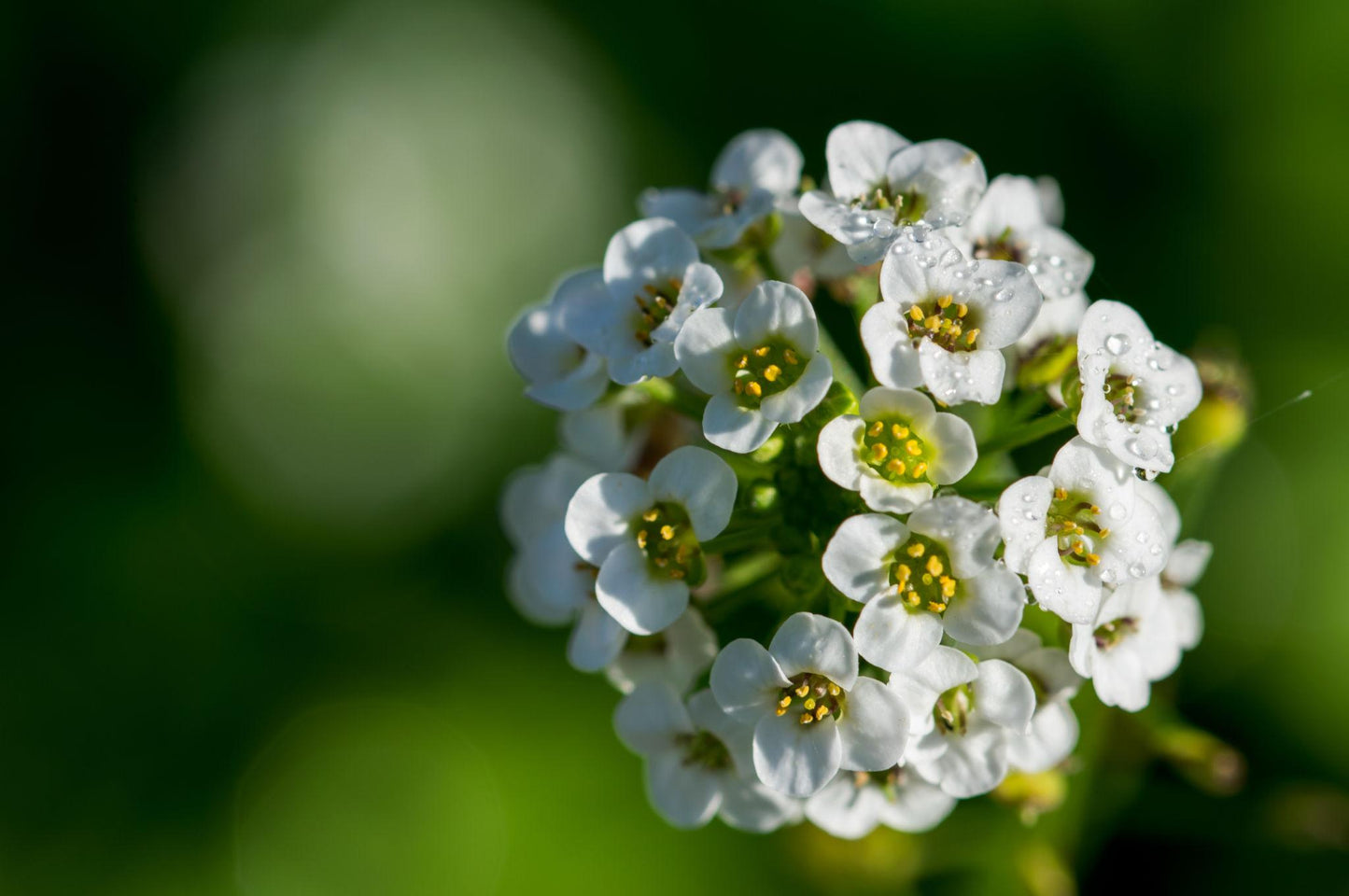 Lobularia Maritima (White Sweet Alyssum