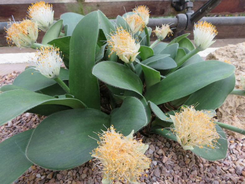 Haemanthus albiflos – Paintbrush Plant