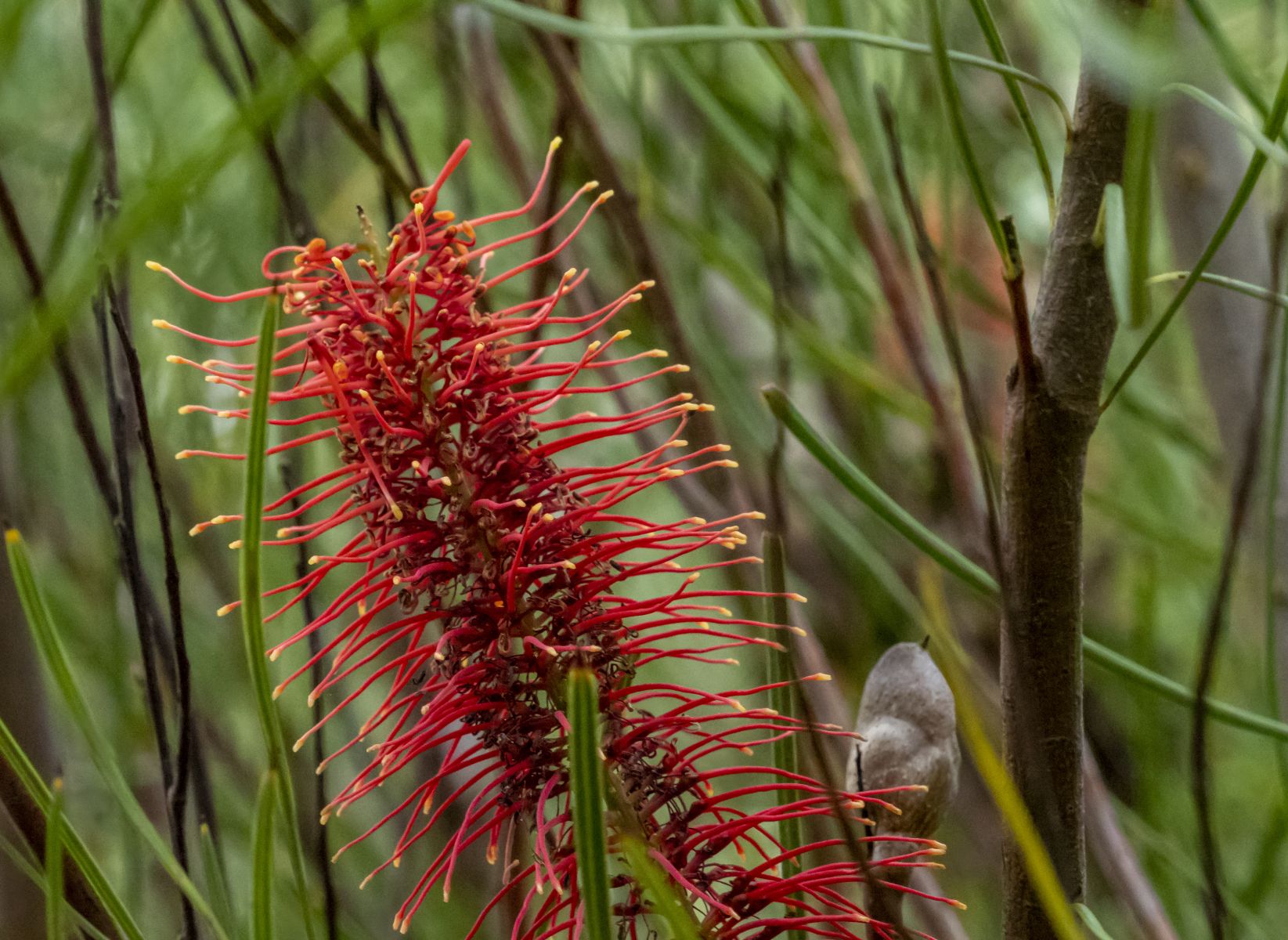 Scarlet Hakea – Native Flowering Shrub | Nursery Warehouse – Nursery ...