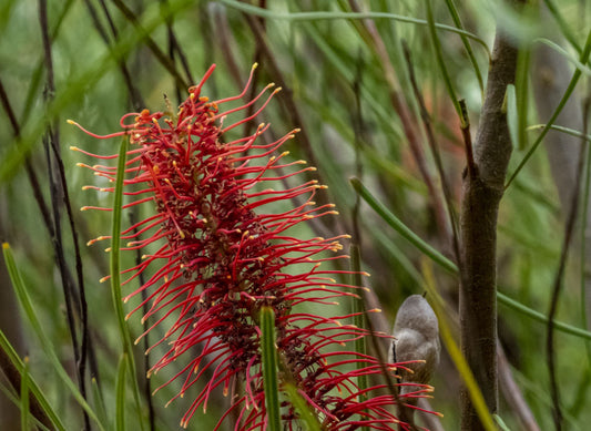 Hakea Bucculenta (Scarlet Hakea)