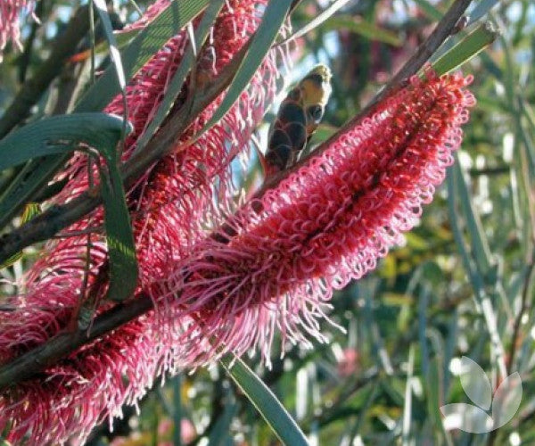 Hakea Francisiana (Emu Bush)