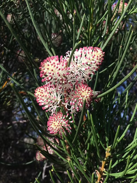 Hakea Drupacea (Syn. Suaveolens) (Sweet-Scented Hakea)