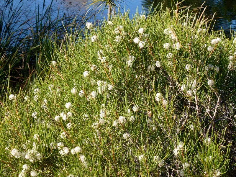 Hakea Drupacea (Syn. Suaveolens) (Sweet-Scented Hakea)