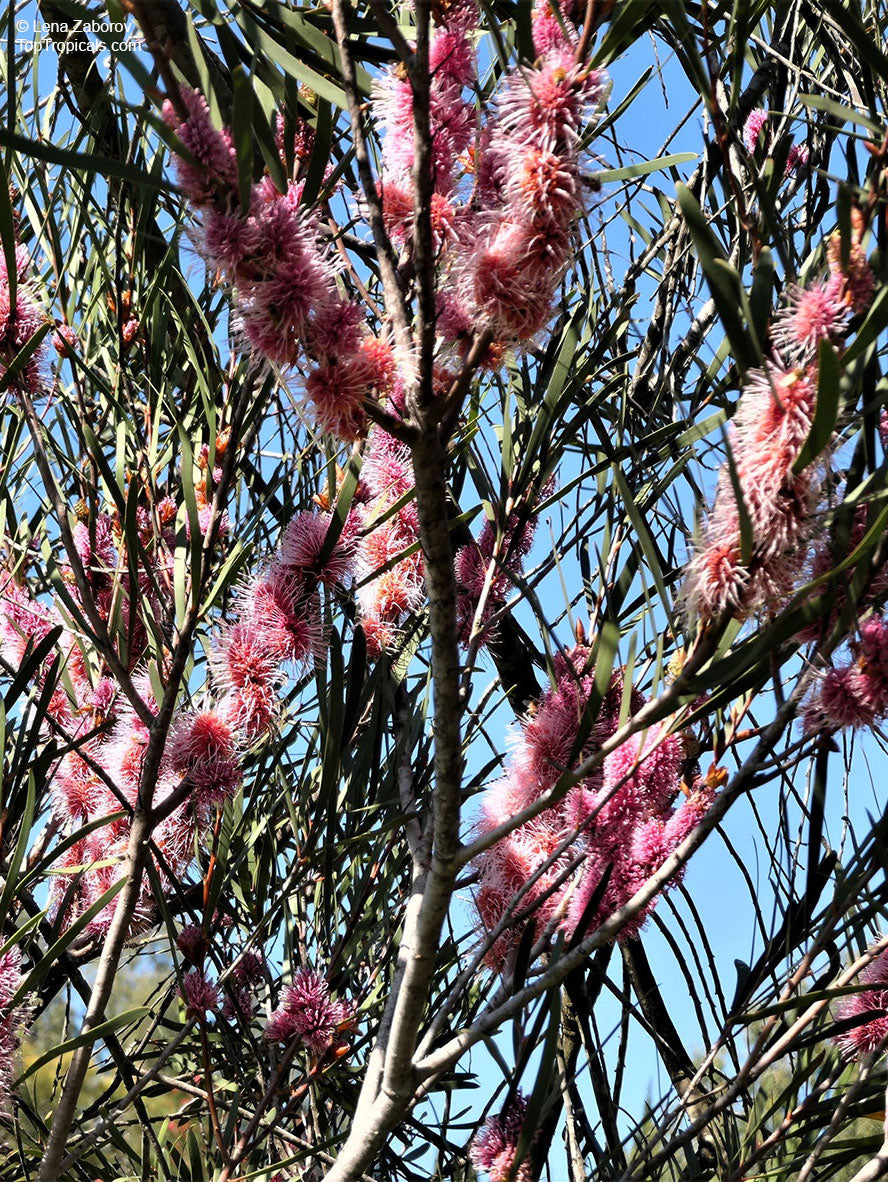 Hakea Multilineata (Grass-Leaf Hakea)