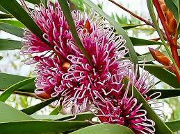 Hakea Multilineata (Grass-Leaf Hakea)