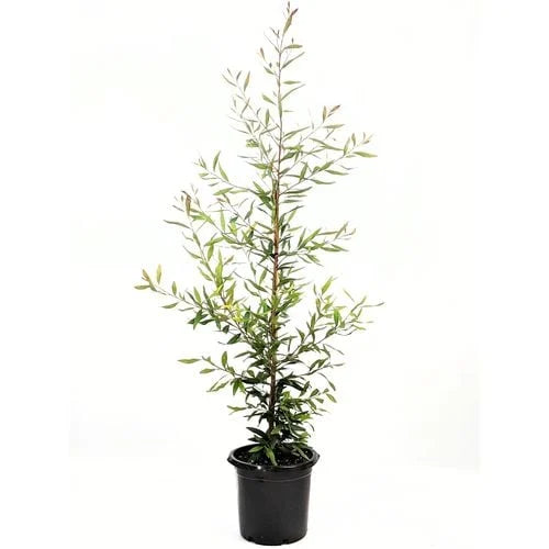 Hakea Salicifolia tree in a pot ready for sale, showcasing its narrow green leaves.
