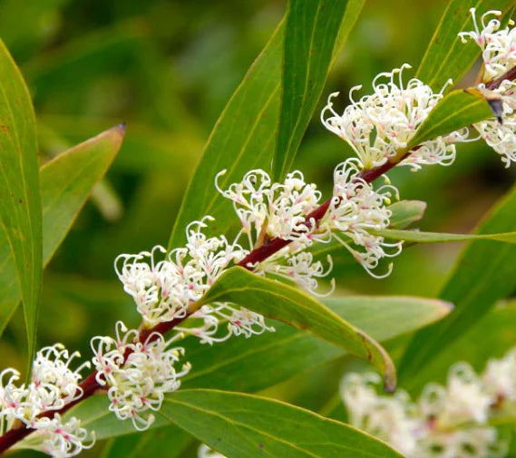 Close-up of Hakea Salicifolia with delicate white flowers in bloom.