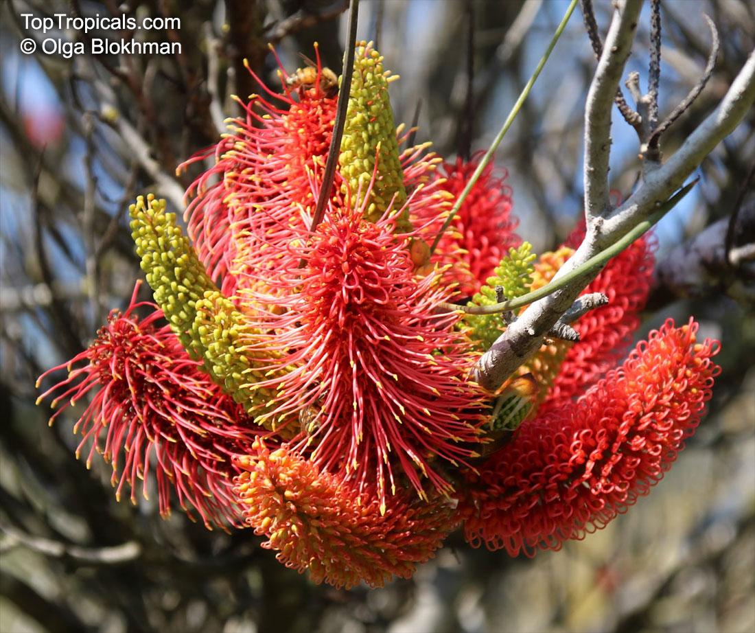 Hakea Bucculenta X Francisiana ‘Pink Pokers’ (Pink Pokers Hakea)