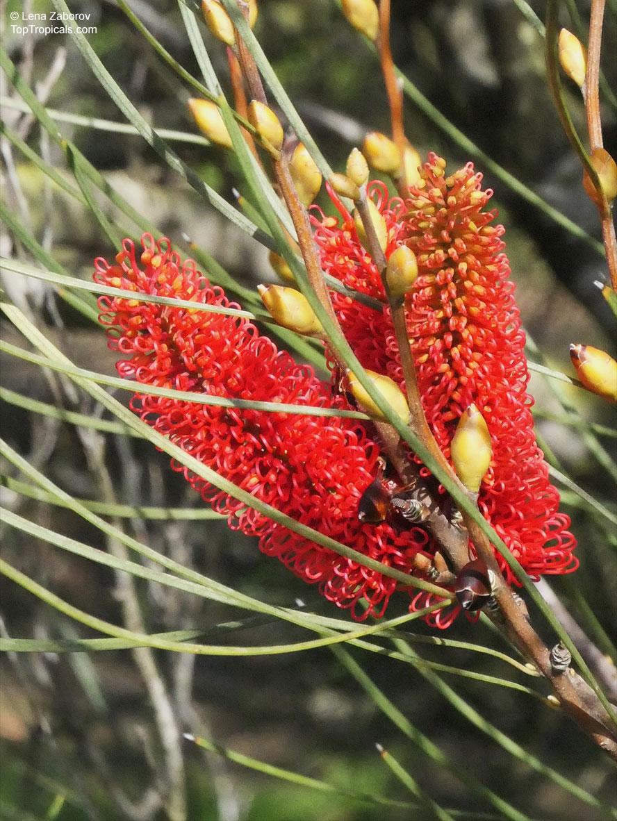Hakea Bucculenta X Francisiana ‘Pink Pokers’ (Pink Pokers Hakea)
