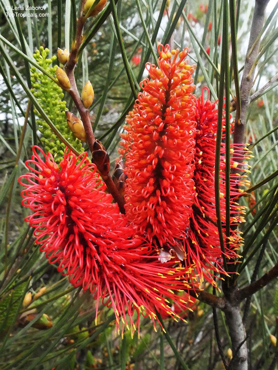 Hakea Bucculenta X Francisiana ‘Pink Pokers’ (Pink Pokers Hakea)