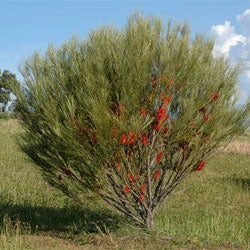 Hakea Bucculenta (Scarlet Hakea)