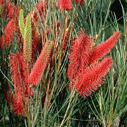 Hakea Bucculenta (Scarlet Hakea)